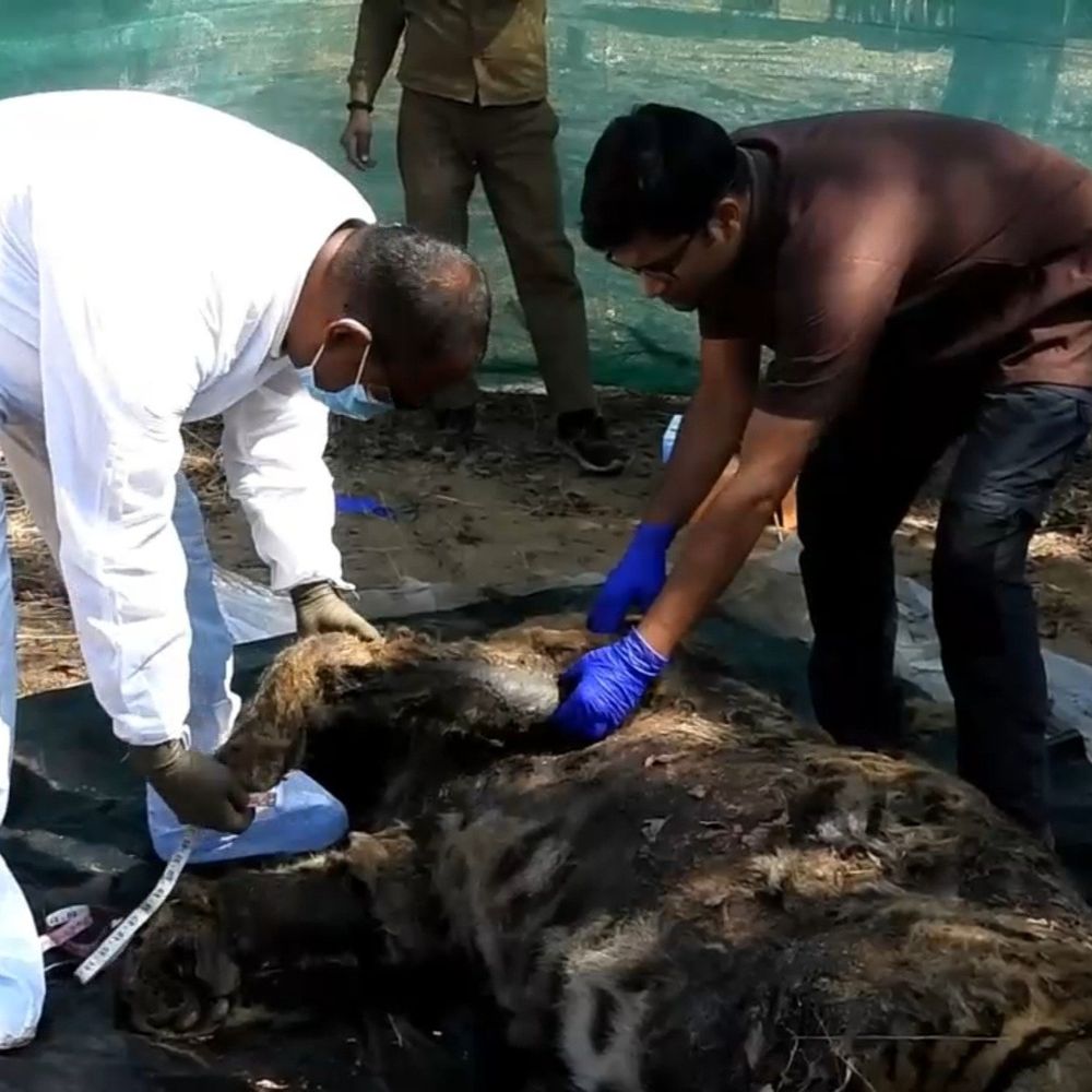 पीएम रिपोर्ट में बाघ की खोपड़ी की हड्डियां टूटी मिली:नाखून टूटा, आंख पर मिले दांत का निशान; सागर टाइगर रिवर्ज में टेरिटरी फाइट में हुई मौत