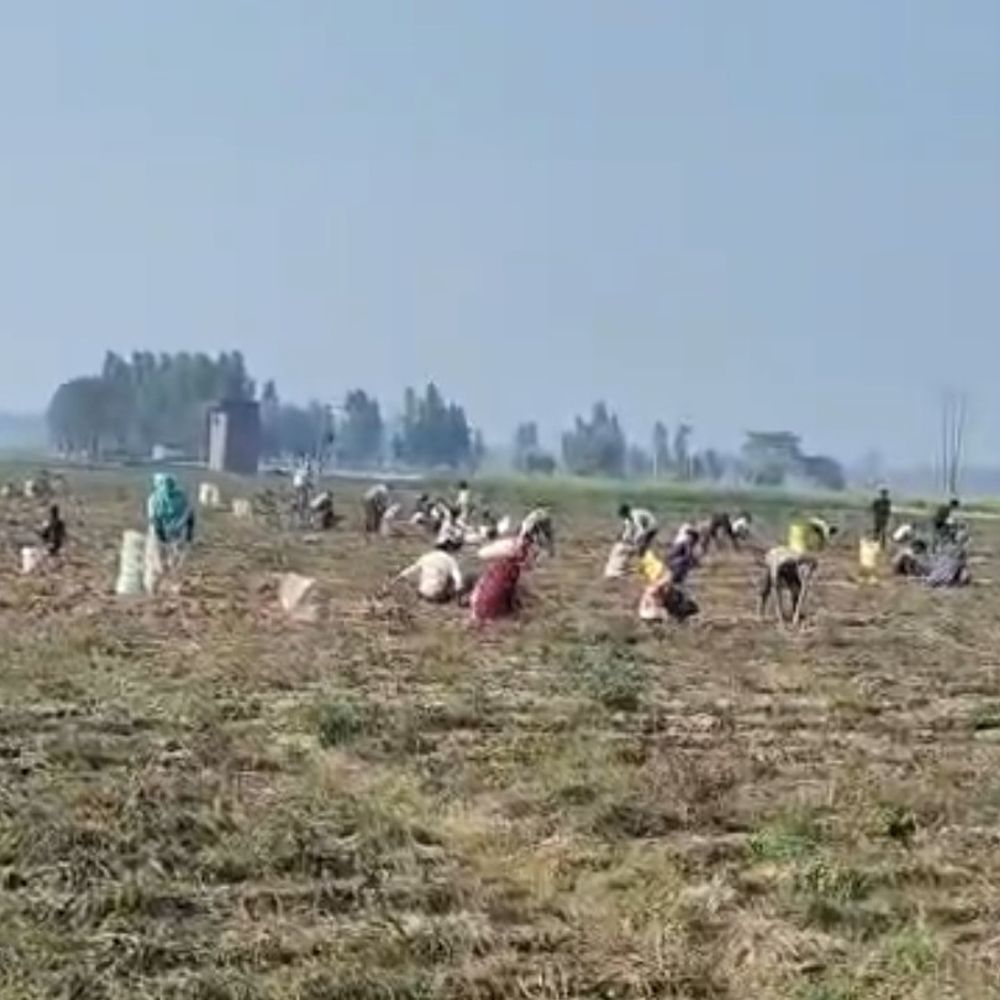 बदायूं में किसान ने 25 बीघा आलू की फसल बांटी:लागत अधिक, बाजार भाव कम होने से लिया यह फैसला