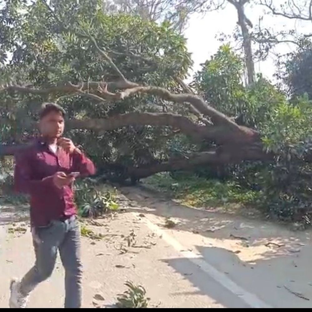 बिजनौर में सड़क पर पेड़ गिरने से बाइकसवार की मौत:अन्य दो घायल, राहगीरों ने तत्काल एंबुलेंस से पहुंचाया अस्पताल