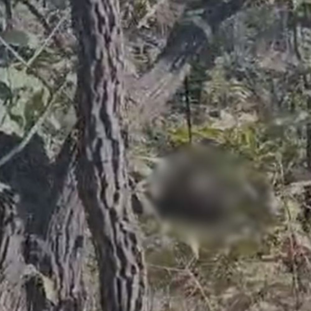 जंगल में पेड़ से बेल्ट के सहारे लटका मिला सिर:सोनभद्र में 19 जनवरी से लापता था किशोर, शरीर गायब; कपड़ों से परिजनों ने पहचाना