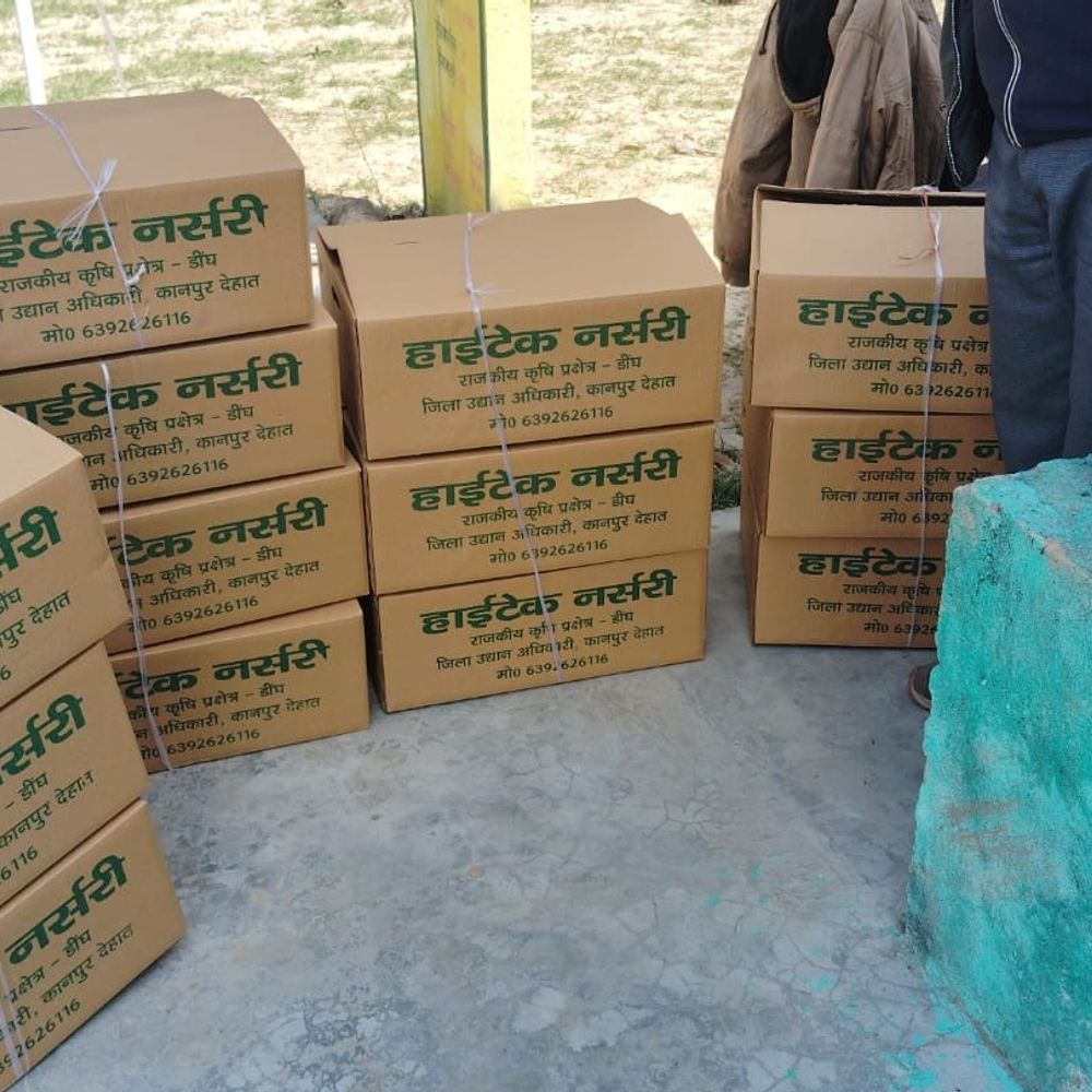 कानपुर देहात: हाईटेक नर्सरी में सब्जी पौध की बिक्री शुरू:1 रुपये प्रति पौधा, 50% अनुदान; 15-18 दिन में तैयार उन्नत पौध