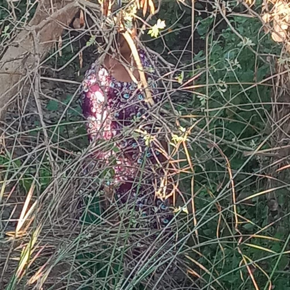 सोमवार से लापता लड़की का पेड़ से लटका मिला शव:रायबरेली में घास काटने निकली फिर नहीं लौटी घर, पोस्टमार्टम के लिए भेजा गया शव