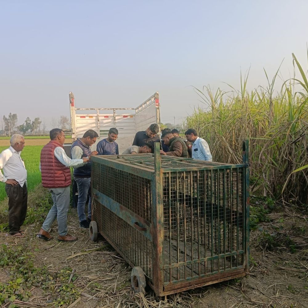 संभल में गन्ने के खेत में तेंदुआ दिखाने से हड़कंप:वन विभाग ने पदचिह्न मिलने पर 3 कैमरा और पिंजरा लगाया, ड्रोन से निगरानी