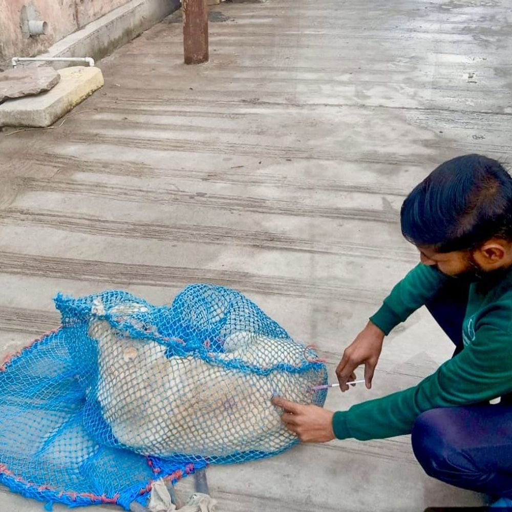 सहारनपुर में एंटी रेबीज अभियान में 5347 कुत्तों का टीकाकरण:पहले चरण में 7 वार्डों में 30 दिन में लगी वैक्सीन