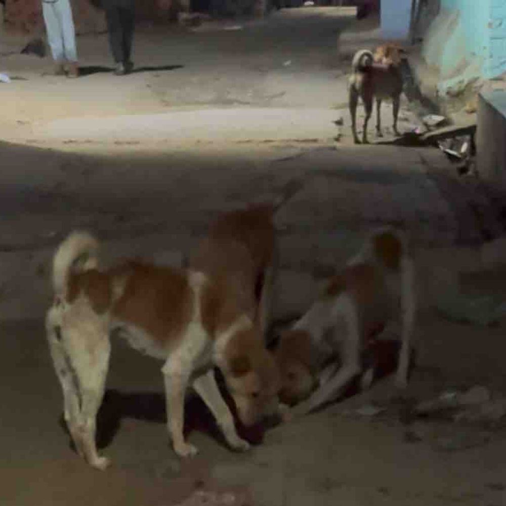 कानपुर में 4 वर्षीय बच्चे को कुत्ते ने काटा:नानी ने पुलिस में शिकायत की, मालिक पर आरोप