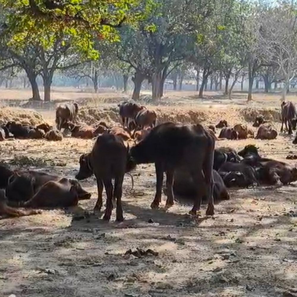 कौशांबी पुलिस ने मवेशियों से लदे कंटेनर को पकड़ा:132 मवेशी बरामद, कई चोटिल; चालक-कंडक्टर गिरफ्तार