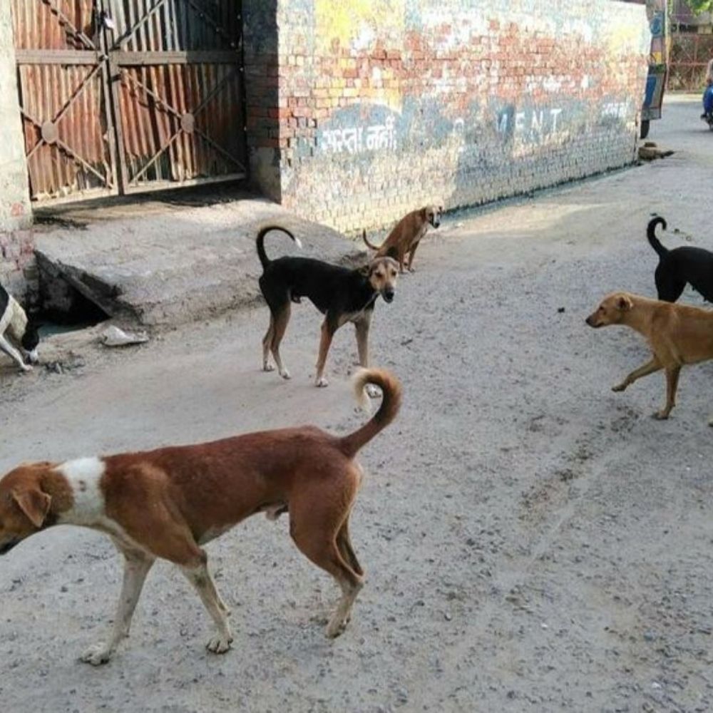 पटना- आवारा कुत्तों के लिए बनेगा फीडिंग जोन:  75 वार्डों में जगह किए जा रहे चिन्हित, हेल्पलाइन नंबर भी होगा जारी – Patna News