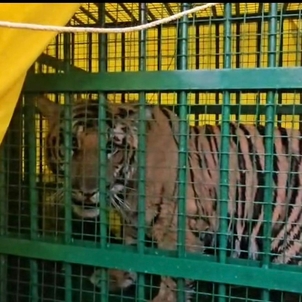 लखीमपुर खीरी में 6 महीने बाद बाघ पकड़ाया:लगातार लोकेशन बदला रहा था, पहले पिंजरे में तेंदुआ फंसा था