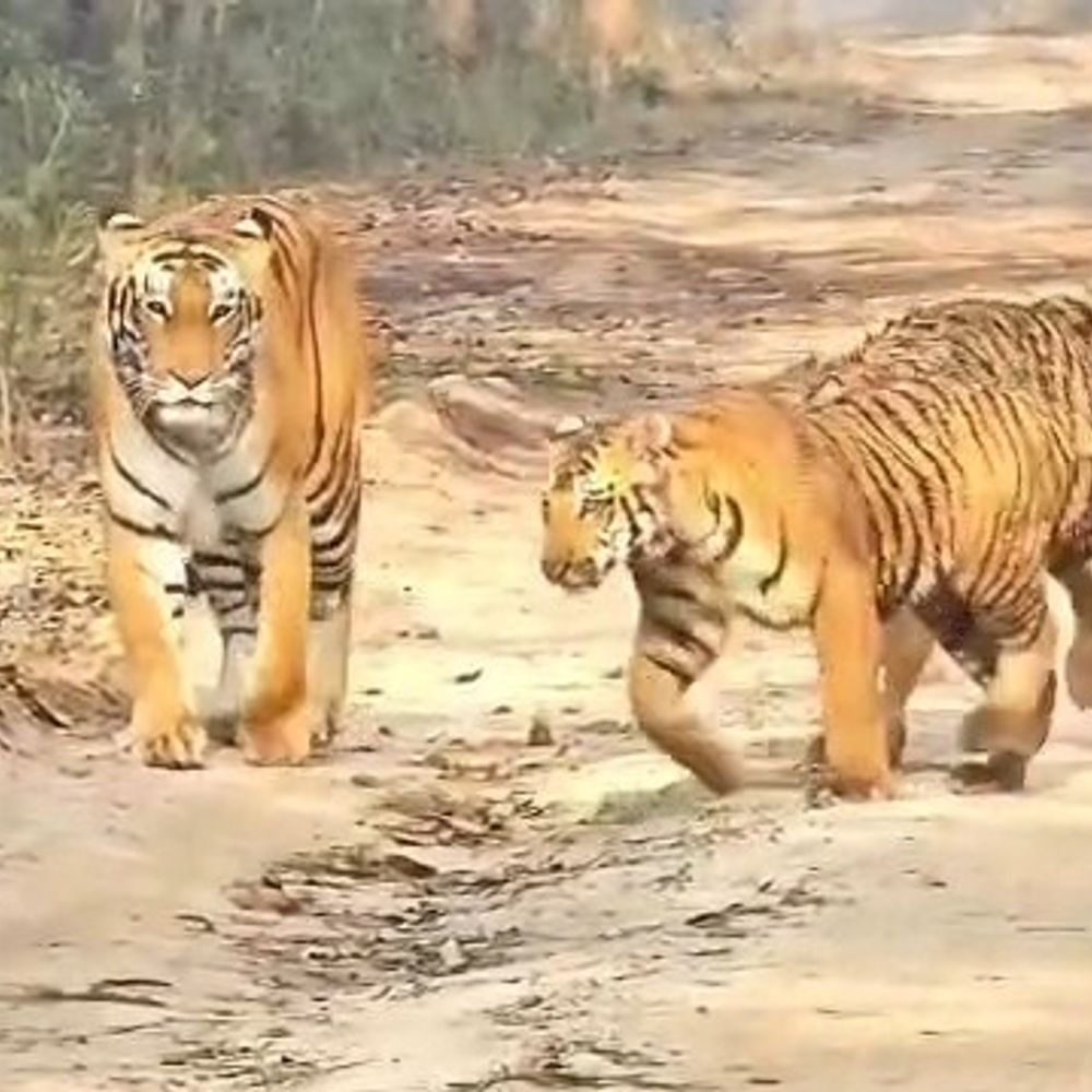 पीलीभीत टाइगर रिजर्व में दिखे बाघ और भालू, VIDEO:पर्यटकों ने कैमरे में कैद किया, वन्यजीवों के रोमांचक पल