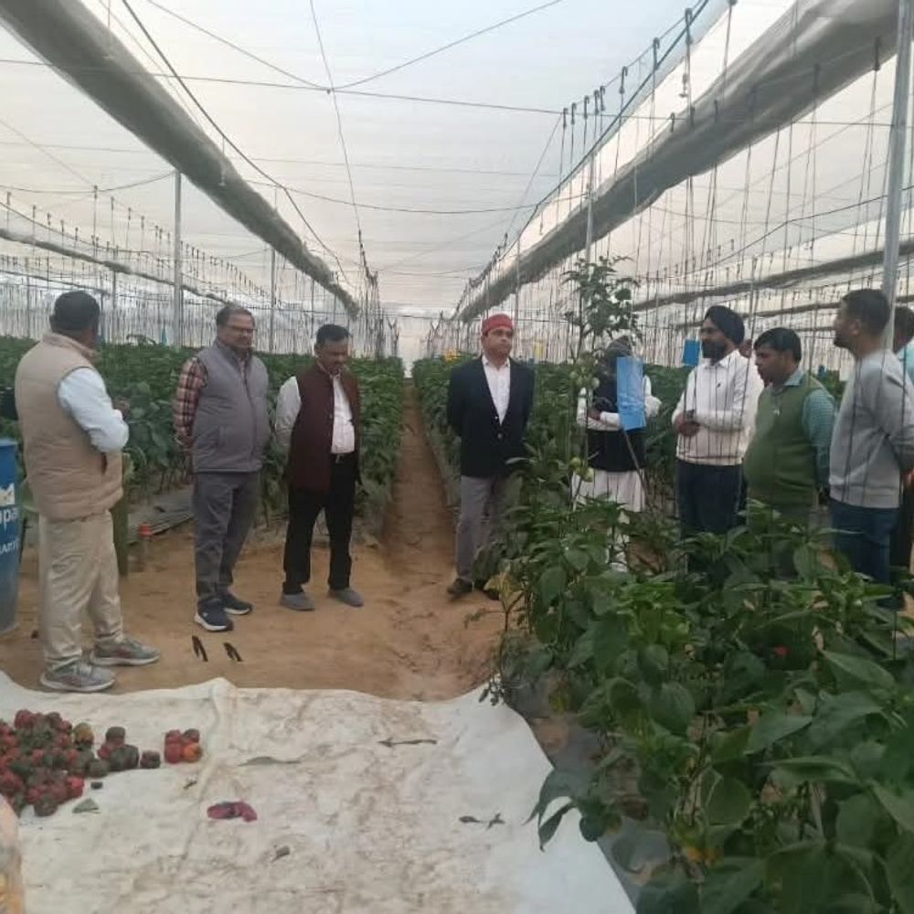 उन्नाव में स्ट्रॉबेरी, जरबेरा से किसान समृद्ध:उन्नत बागवानी मिशन से आय दोगुनी करने का लक्ष्य