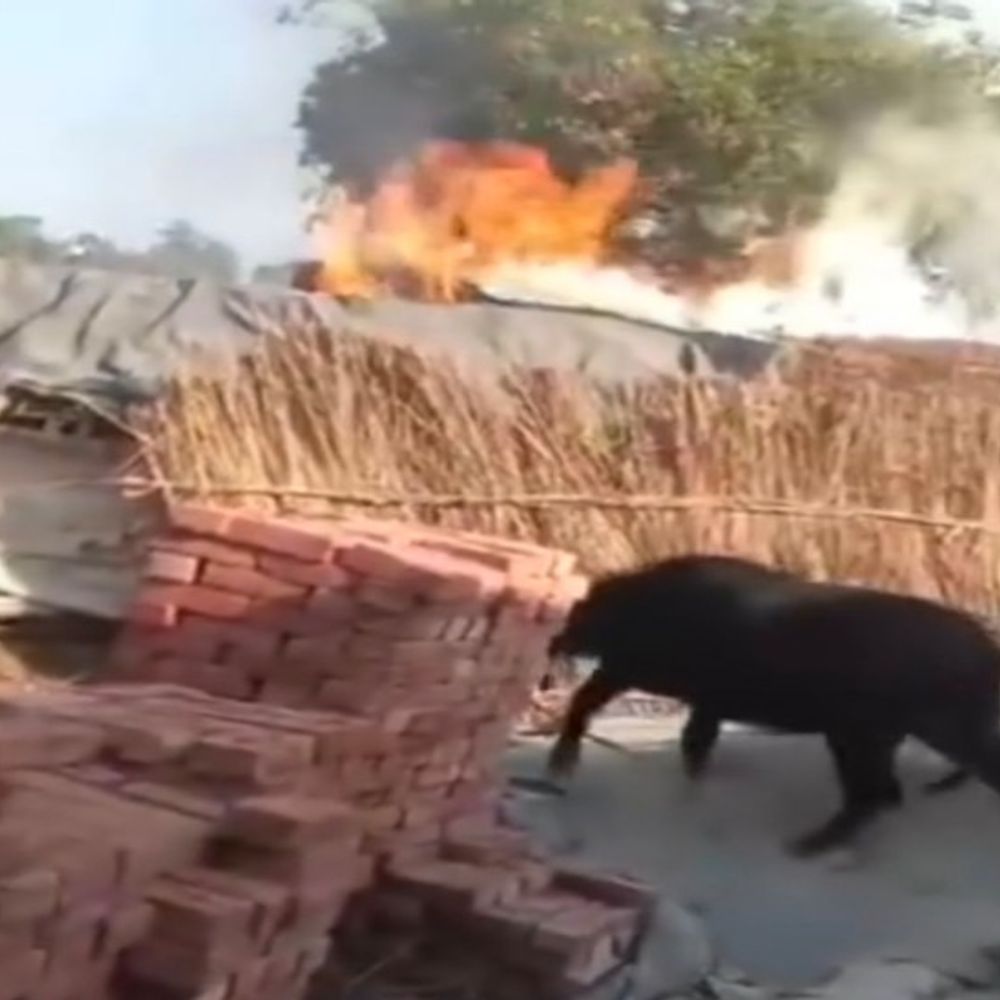 दबंगों ने राजस्व टीम-पुलिस के सामने झोपड़ी में लगाई आग:शाहजहांपुर में अवैध कब्जा हटाने गई टीम के सामने वारदात, 20 पर FIR