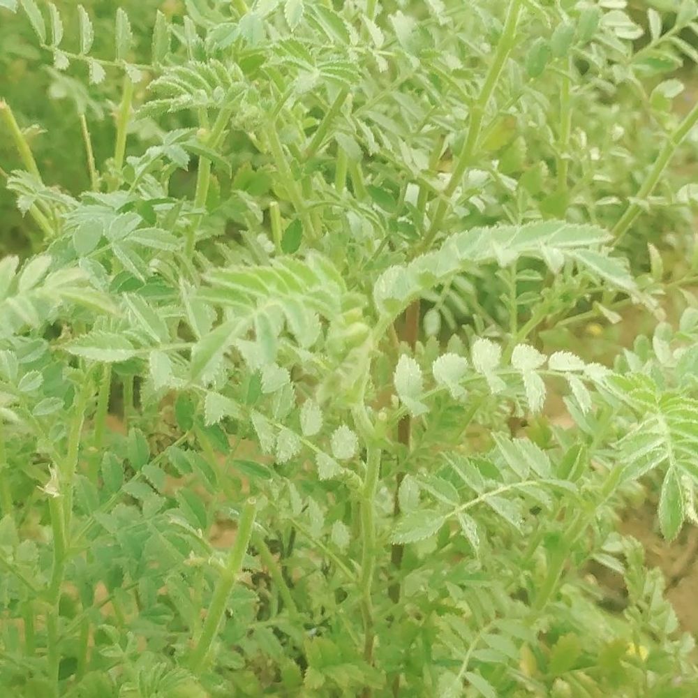 हल्की बारिश से बदला मौसम का मिजाज:कानपुर देहात में तापमान गिरा, किसानों को मिला फायदा