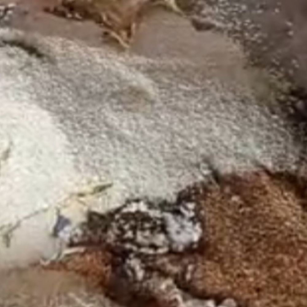 युवक ने दुकान पर पेट्रोल डालकर लगाया आग:सिद्धार्थनगर में सीसीटीवी में सामानों पर पेट्रोल छिड़कता दिखा