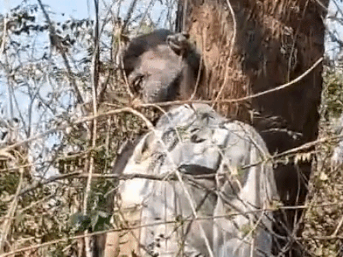 पंचकूला के जंगल में बुजुर्ग का शव लटका मिला:  7 दिन पहले घर से लापता हुए, 20 दिन पहले हुआ था ऑपरेशन – Panchkula News