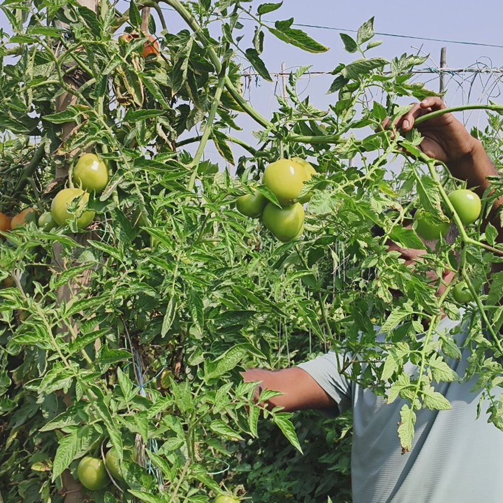 किसान ने मचान विधि से टमाटर उगाकर लाखों कमाए:लागत का कई गुना मुनाफा, खेती करने का तरीका बताया