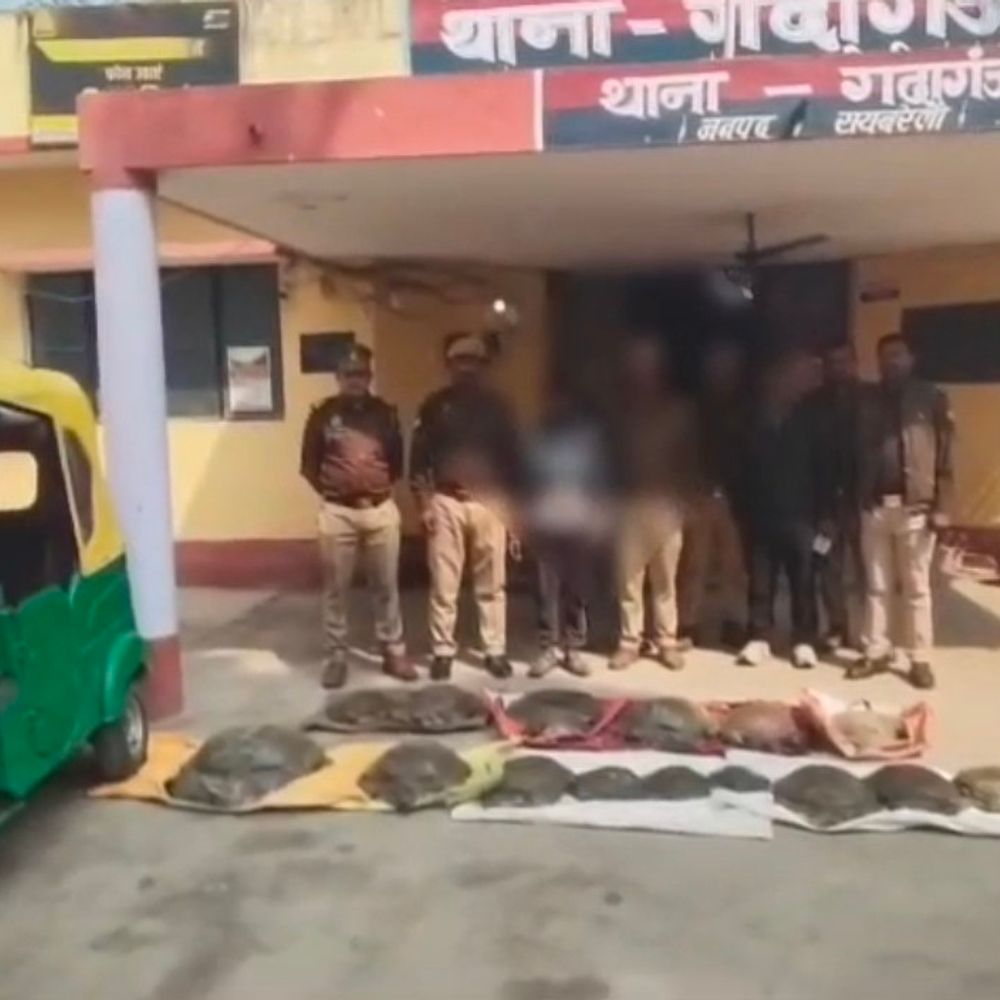 रायबरेली में कछुआ तस्कर गिरफ्तार:14 कछुए बरामद, पुलिस ने वन्य जीव संरक्षण अधिनियम के तहत मामला दर्ज किया