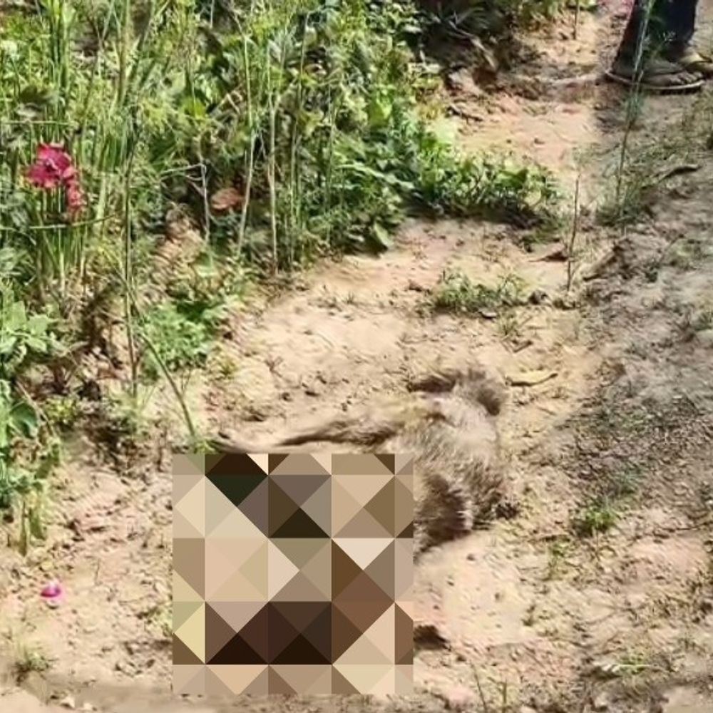 महोबा में सियार का महिला पर हमला, अस्पताल में भर्ती:हाथों को जबड़ों में लेकर घसीटा, परिजनों ने पीटकर मारा