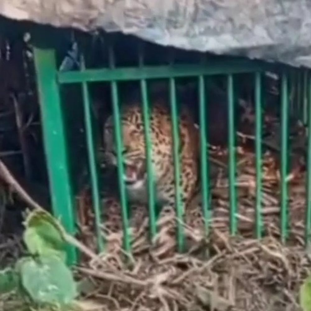 लखीमपुर में पिंजरे में कैद हुआ तेंदुआ:खेत में काम कर रहे तीन लोगों पर हमला कर चुका था