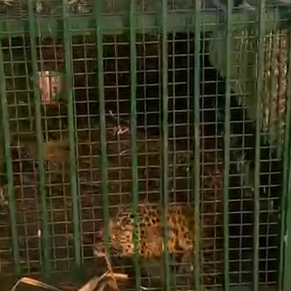 बिजनौर में पिंजरे में फंसी मादा गुलदार:ग्रामीणों को मिली राहत, मेडिकल परीक्षण के बाद जंगल में छोड़ेगा वन विभाग