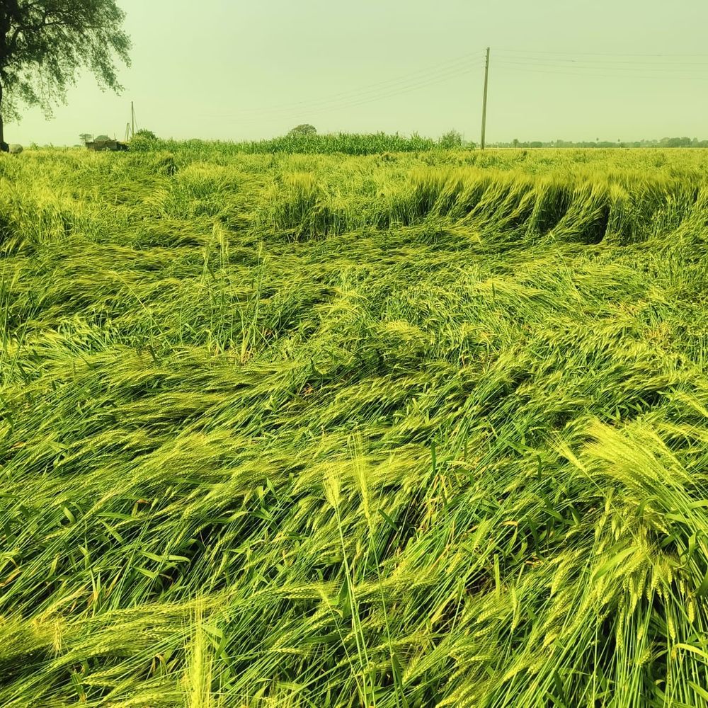 धार में गरच चमक के साथ बारिश:  मौसम में बदलाव का असर गेहूं-चना की फसल पर भी, किसानों की चिंता बढ़ी – Dhar News