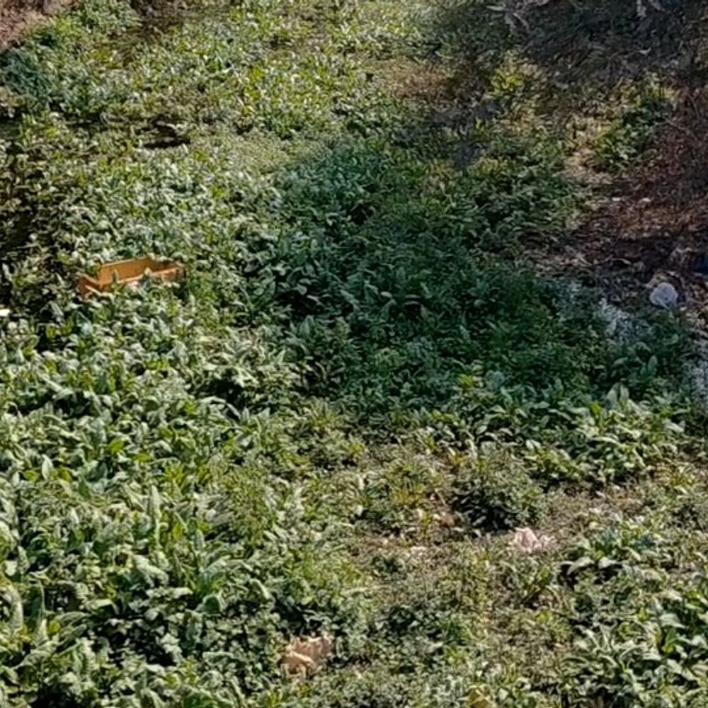 बघार नाला 'एक जनपद एक नदी' योजना में चयनित:1912 के गजट में 52 किमी लंबी नदी दर्ज, 1 करोड़ से होगा कायाकल्प