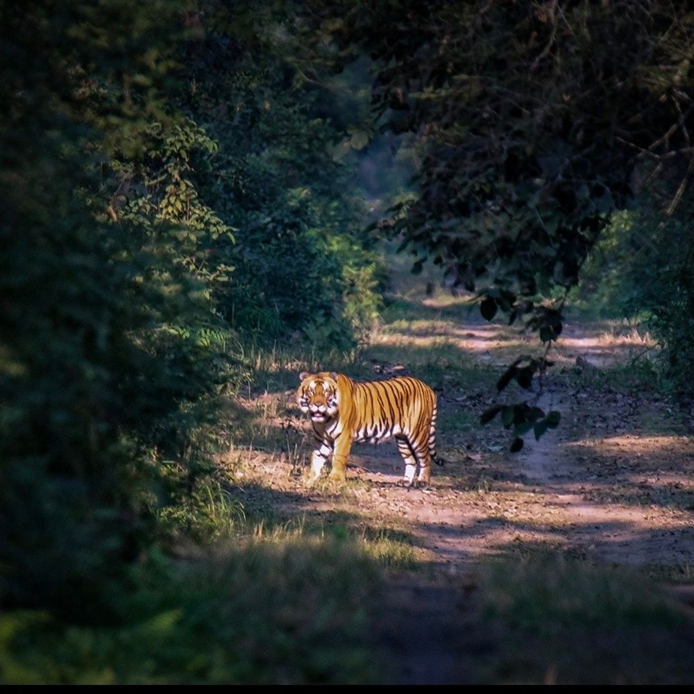 दुधवा टाइगर रिजर्व का एक किमी क्षेत्र इको सेंसिटिव जोन:नए निर्माण और व्यावसायिक गतिविधियों पर प्रतिबंध