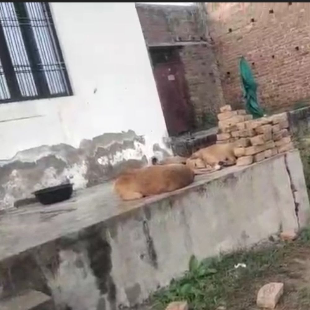 जालौन में आवारा कुत्तों ने 8 बकरियों को मारा:काशीराम कॉलोनी में पशुपालक को भारी नुकसान, इलाके में दहशत