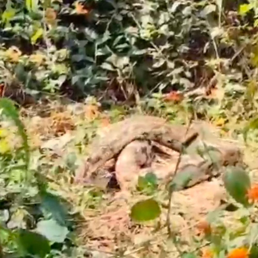 मंदिर के पीछे जंगल में निकले विशाल अजगर:अमेठी के गांव में हड़कंप, वन विभाग की टीम मौके पर