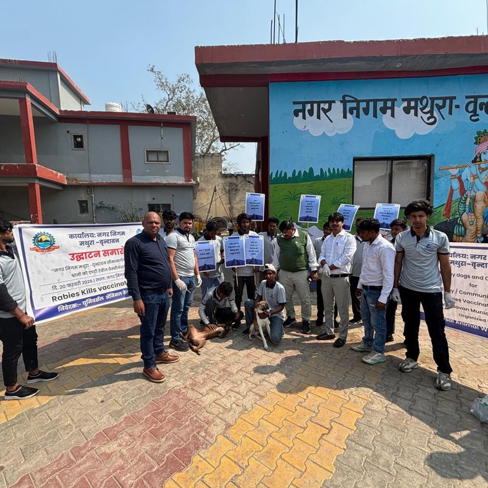 मथुरा-वृंदावन: आवारा कुत्तों को रेबीज टीकाकरण अभियान शुरू:नगर निगम ने सभी वार्डों में चरणबद्ध तरीके से एंटी-रेबीज इंजेक्शन लगाने की पहल की