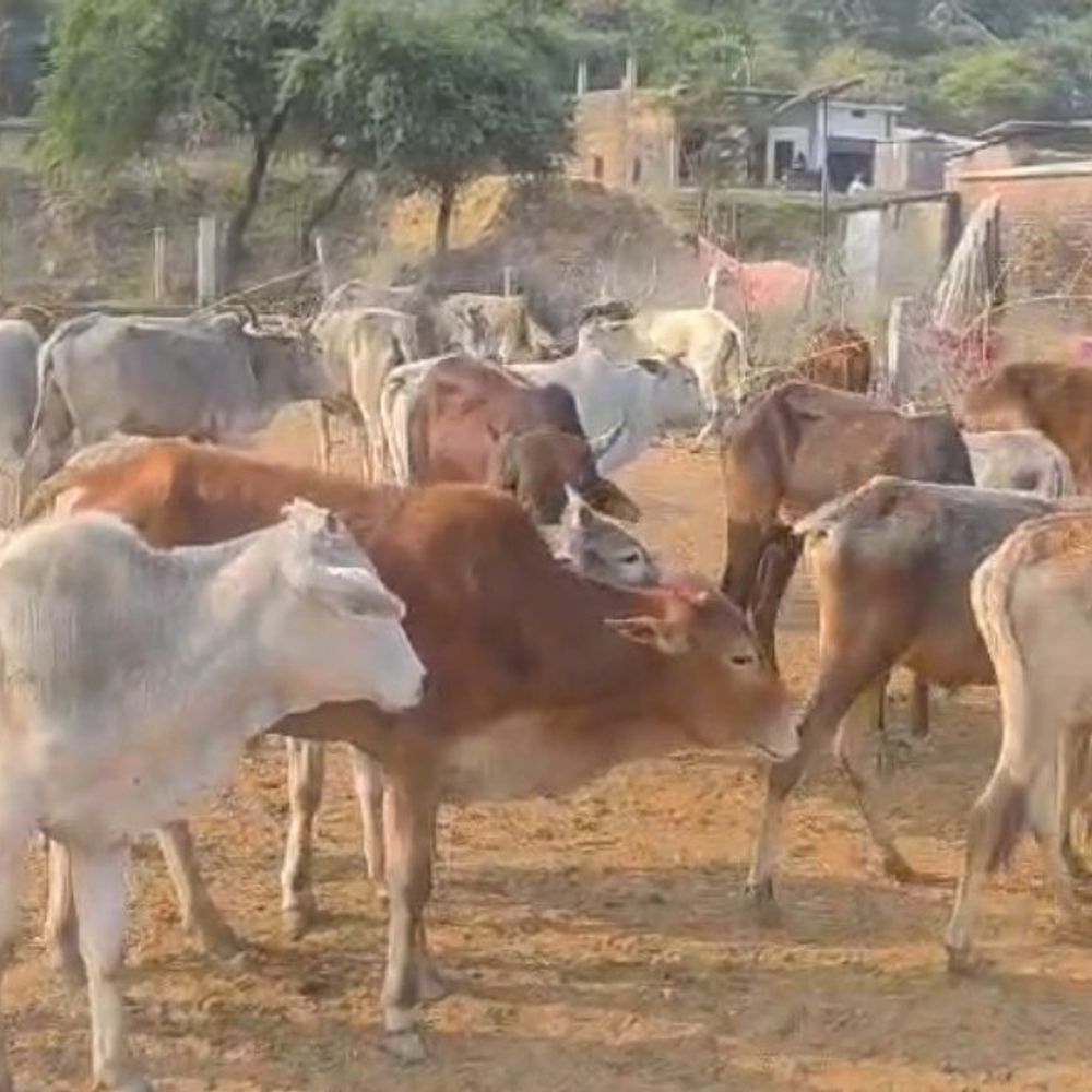 सोनभद्र में 19 गोवंश बरामद:जंगल मोरैला होते हुए बिहार ले जा रहे थे दो तस्कर, अंधेरे में पशुओं को छोड़कर भागे