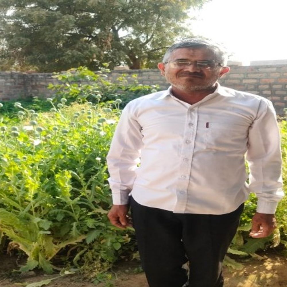 प्लॉट में सब्जी के बीच उगाए अफीम के पौधे:  एक आरोपी गिरफ्तार, नशे के कारोबार के नेटवर्क की हो रही जांच – Jodhpur News