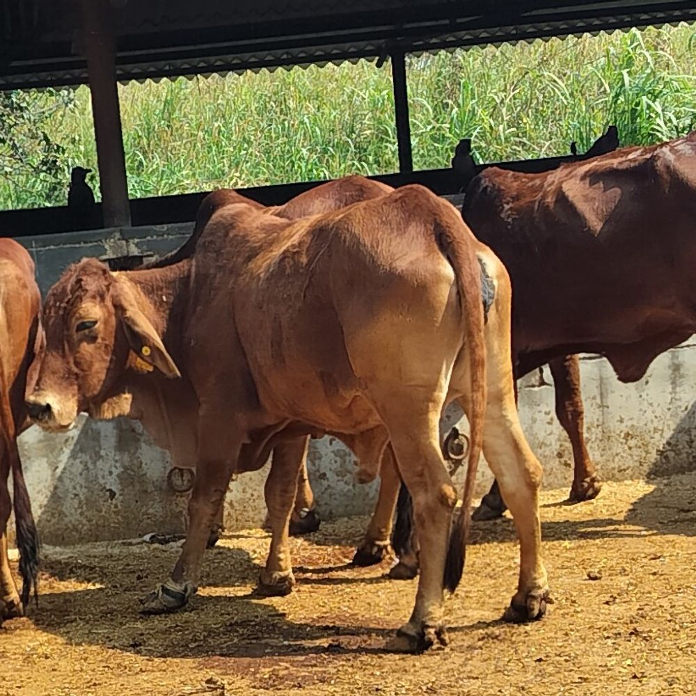 अयोध्या समेत 22 जिलों में खुलेंगे आधुनिक पशु जिला अस्पताल:इमरजेंसी से सर्जरी तक मिलेंगी आधुनिक सुविधाएं, पशुपालकों को मिलेगा फायदा