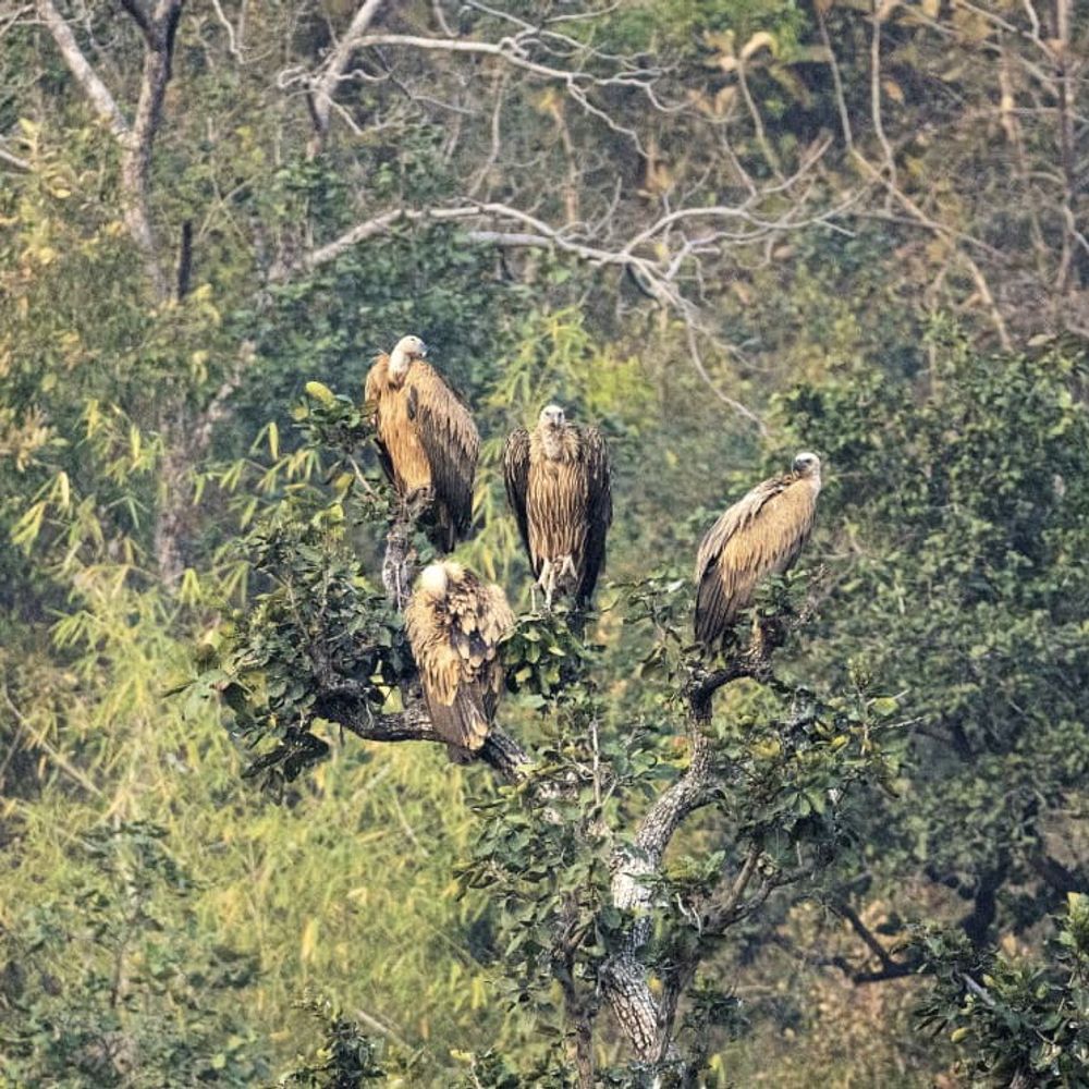 पन्ना में तीन दिवसीय गिद्ध गणना में मिले 1127 गिद्ध:  दक्षिण पन्ना में पिछले साल के मुकाबले डेढ़ गुने बढ़ी संख्या – Panna News