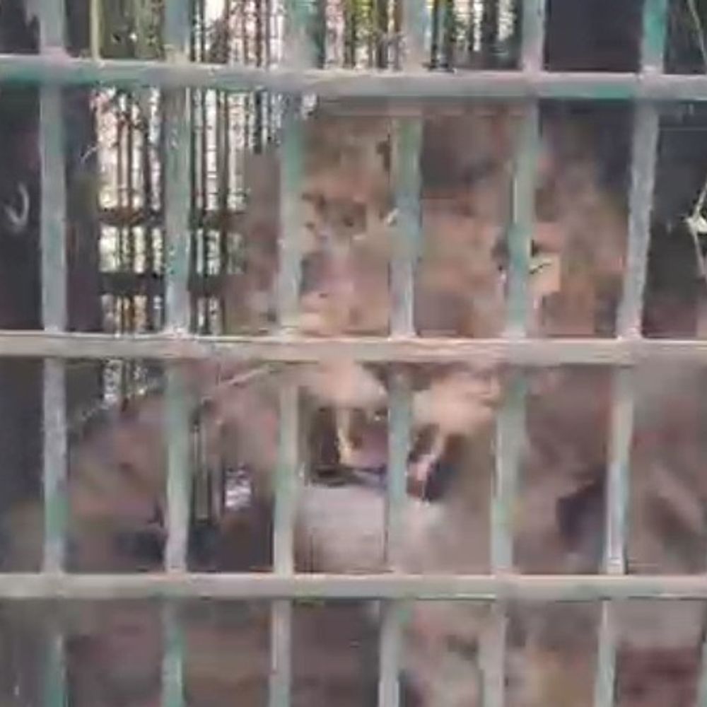 मुरादाबाद की ठाकुरद्वारा फैक्ट्री परिसर में तेंदुआ कैद:अमानगढ़ रेंज में छोड़े जाने की तैयारी