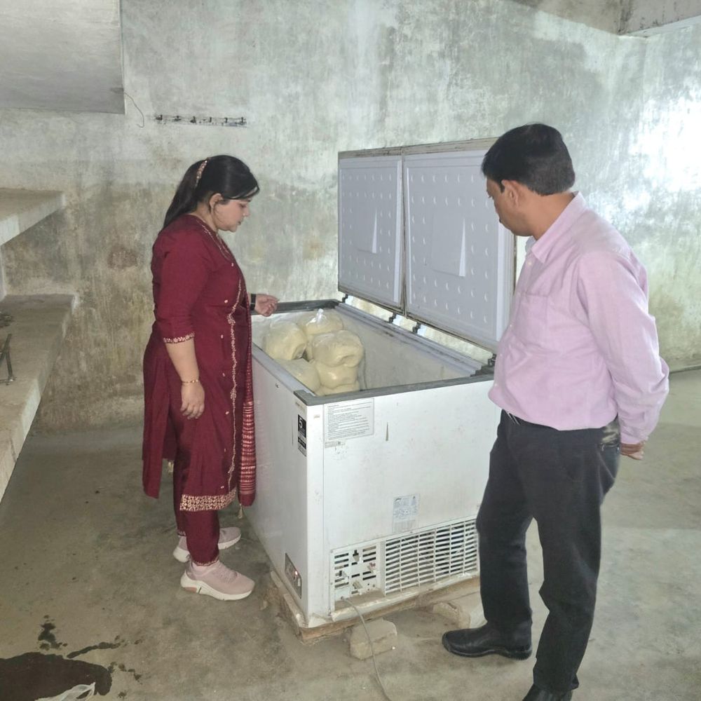 बाराबंकी में होली से पहले खाद्य विभाग की बड़ी कार्रवाई:250 किलो रंगीन कचरी नष्ट, 6 नमूने जांच को भेजे; मिलावटी खाद्य पदार्थों पर सख्ती