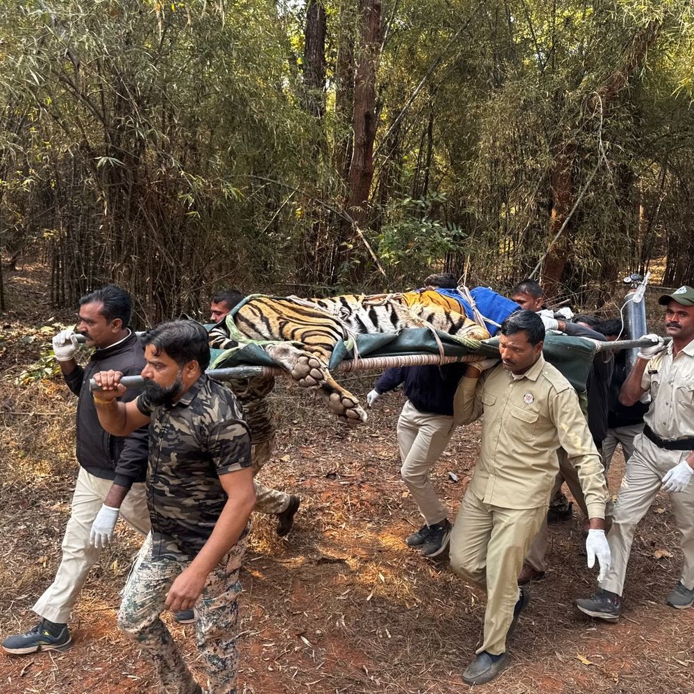 उमरिया में स्वस्थ होने के बाद जंगल लौटा बाघ:  कमर में चोट लगने से चल नहीं पा रहा था; बीटीआर ने रेस्क्यू कर 20 दिनों तक किया इलाज – Umaria News