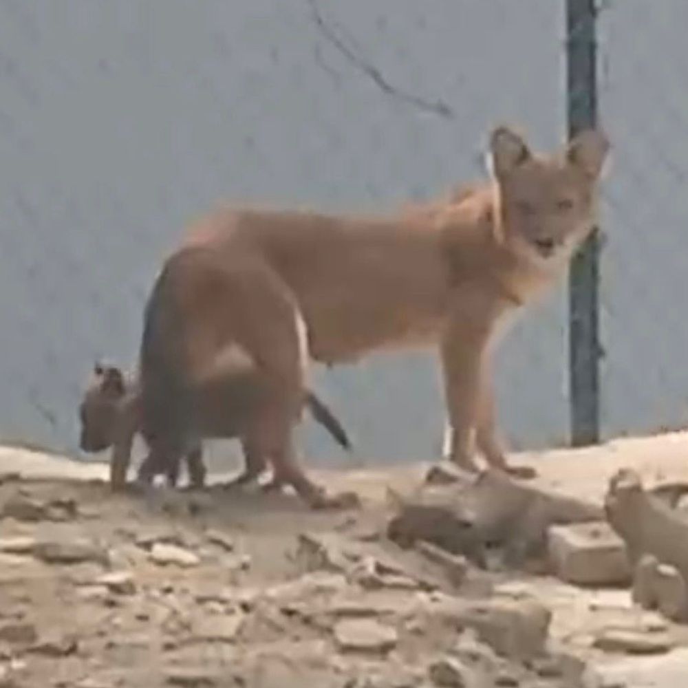 कानपुर चिड़ियाघर में गूंजी 'ढोल' की किलकारी:विशाखापत्तनम से आए मेहमानों का कुनबा बढ़ा, तीन नन्हे शावकों ने लिया जन्म