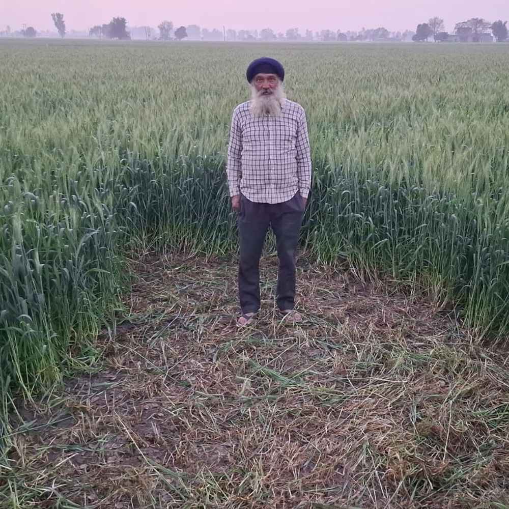 कपूरथला में किसान के खेत से हरी गेहूं चोरी:  अभी फसल पकी भी नहीं थी, शिकायत पर पुलिस ने केस दर्ज किया – Kapurthala News