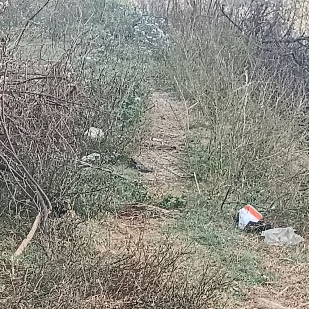 मुख्य सड़क पर जंगली पौधों का जमाव:सोहनपुर के ग्रामीणों को आवागमन में परेशानी, हादसे की आशंका