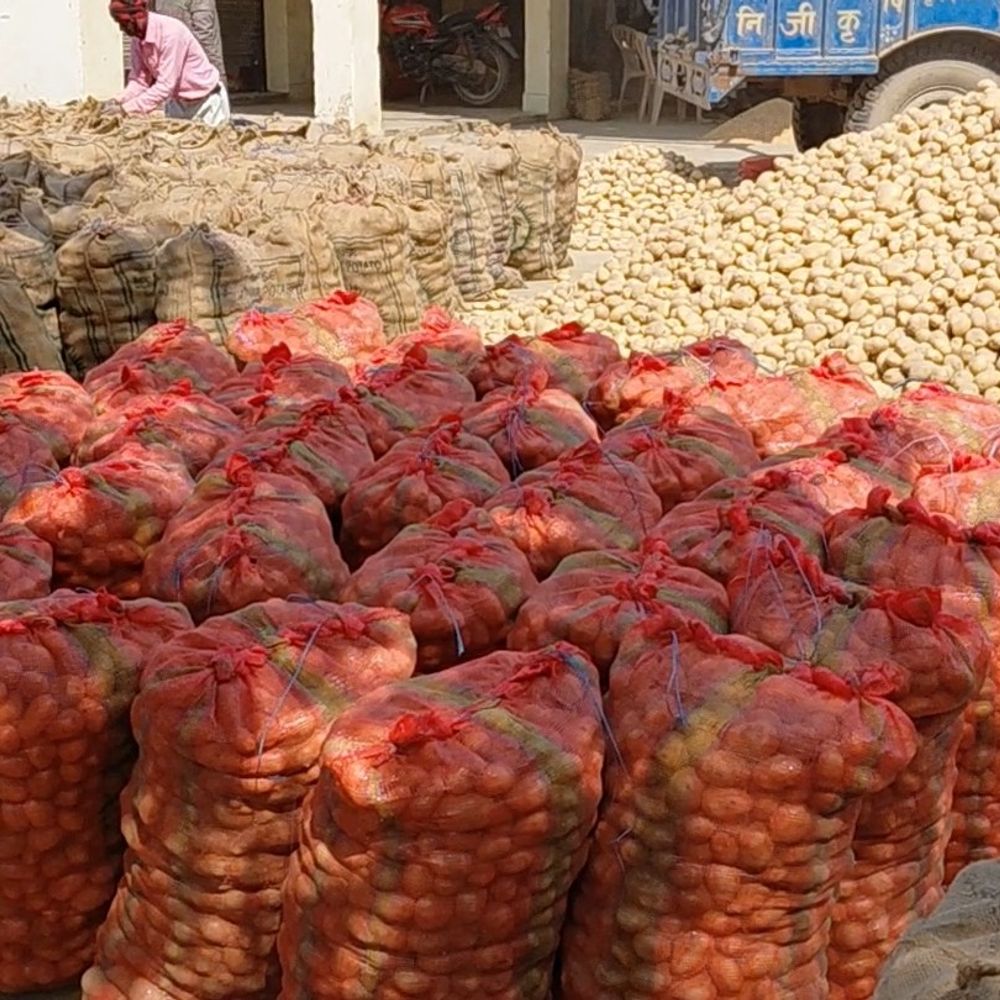 आलू किसानों को लागत से कम मिल रहे दाम:फर्रुखाबाद मंडी में 450 रुपए पर क्विंटल लग रहे दाम, किसानों में निराशा