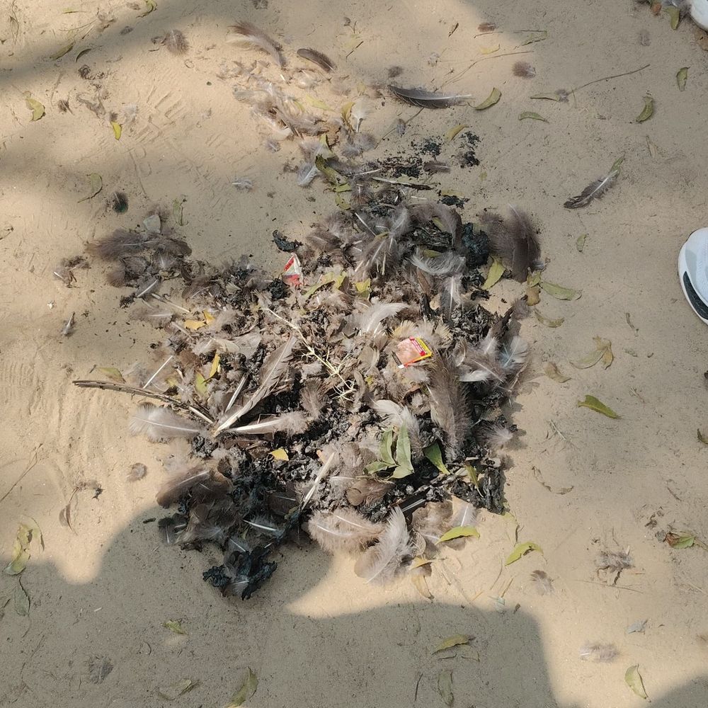 मोर को पकाते युवक गिरफ्तार:एटा में वन विभाग ने दर्ज कराई FIR, मौके से मिले सबूत