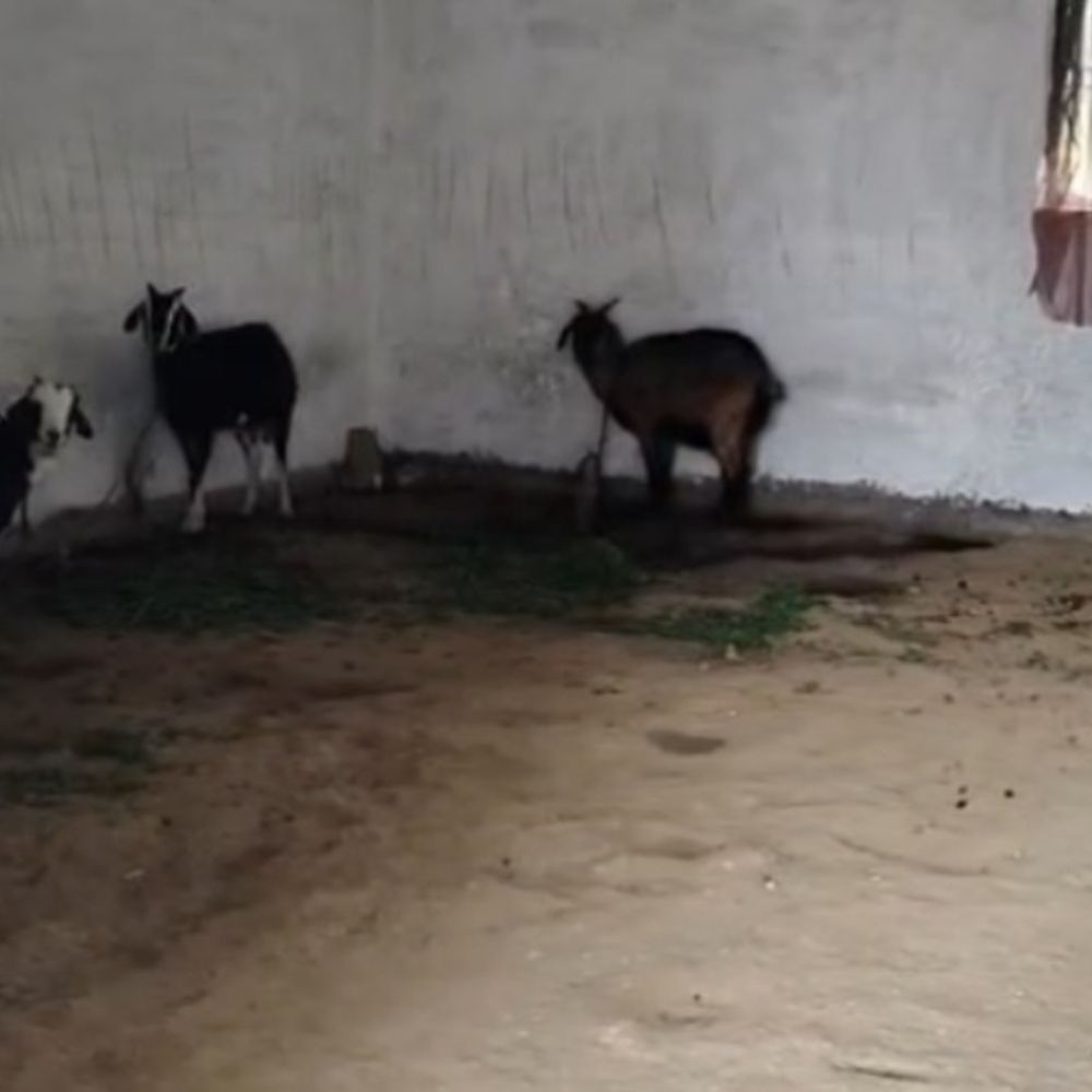 सिद्धार्थनगर में पंचायत भवन बने मुर्गीखाना:लाखों रुपए खर्च करके बनाए गए हैं, ताले भी लटके रहते हैं