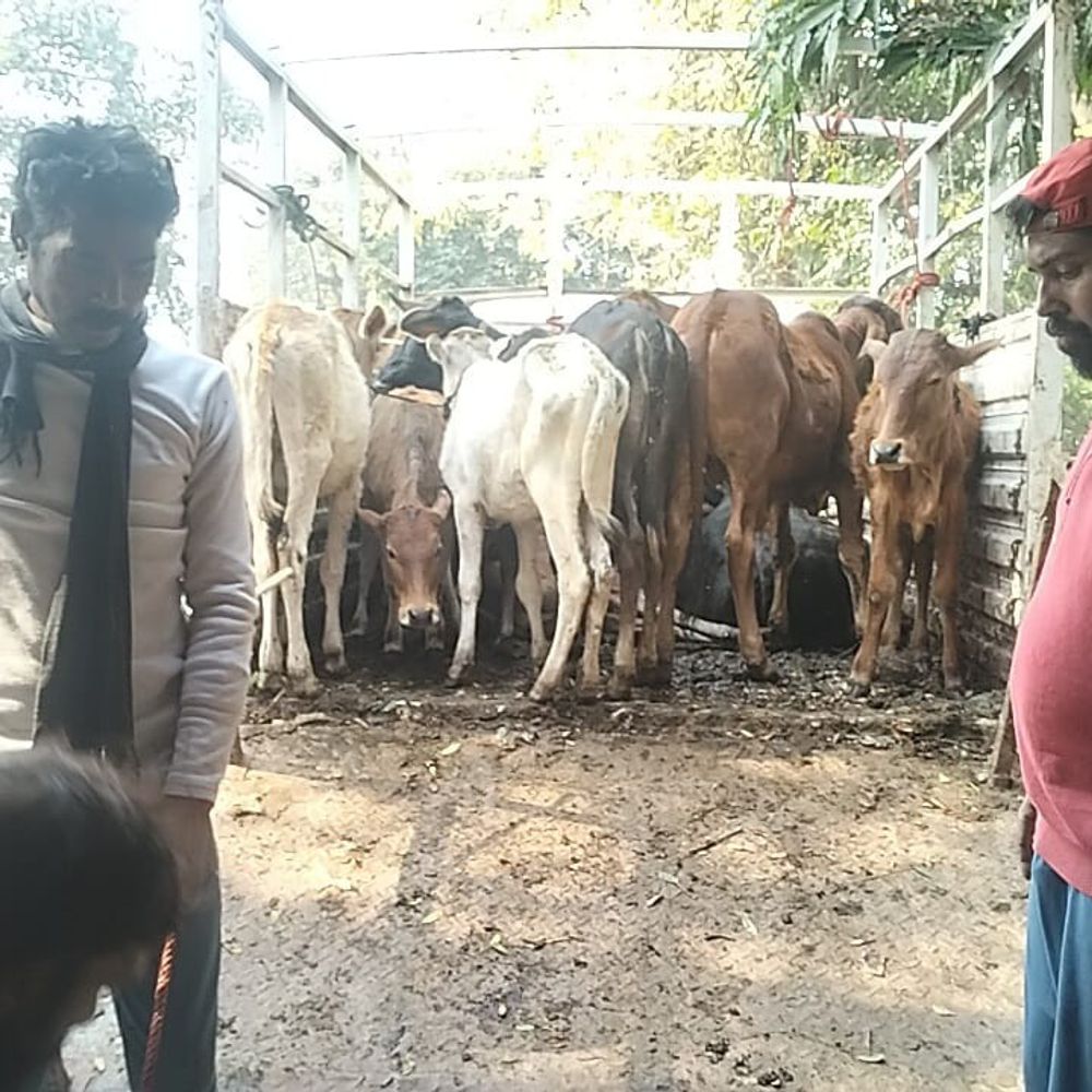 पट्टी में 70 आवारा गोवंश पकड़े गए:नगर पंचायत ने दो दिवसीय अभियान चलाकर गौशाला भेजा