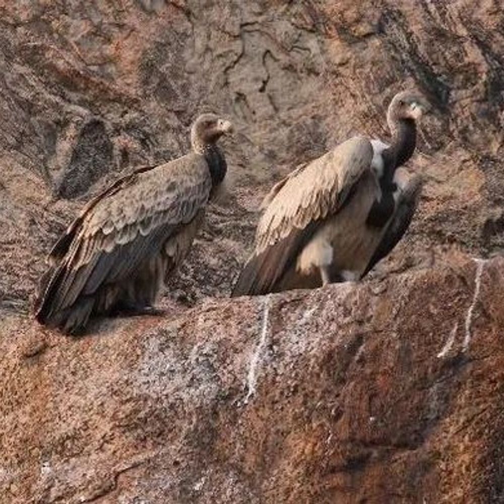 बहराइच में गिद्ध, महाराजगंज में गरुड़ का बसेरा:पूर्वांचल क्षेत्र में 269 पक्षी प्रजातियां संरक्षित; शोध में सामने आए तथ्य