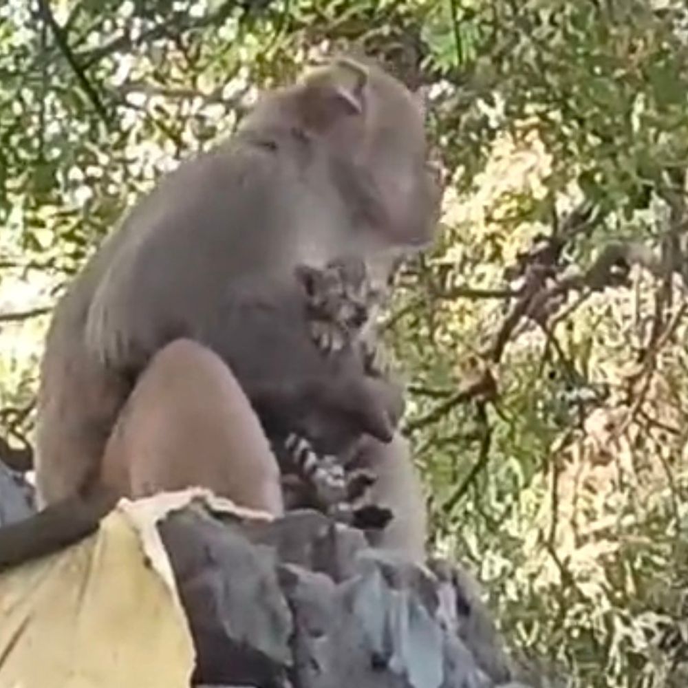 बिल्ली के बच्चे को दुलारता दिखा बंदर, VIDEO:भूख-प्यास से परेशान होकर आवाज लगा रहा था, लोगों ने प्रशासन से बचाने की लगाई गुहार