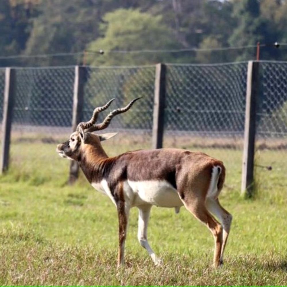 प्रयागराज काला हिरन संरक्षण: घास-पानी की कमी होगी दूर:लपरी नदी पर दो चेक डैम, चारदीवारी; पर्यटन को भी मिलेगा बढ़ावा