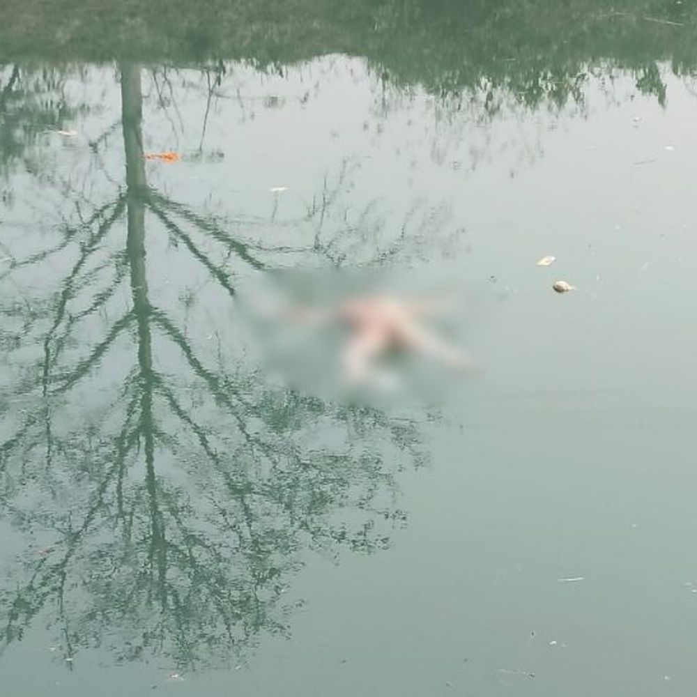 नहर में मिला अज्ञात शव:कुशीनगर में पुलिस शिनाख्त में जुटी, मौत के कारणों की कर रही जांच