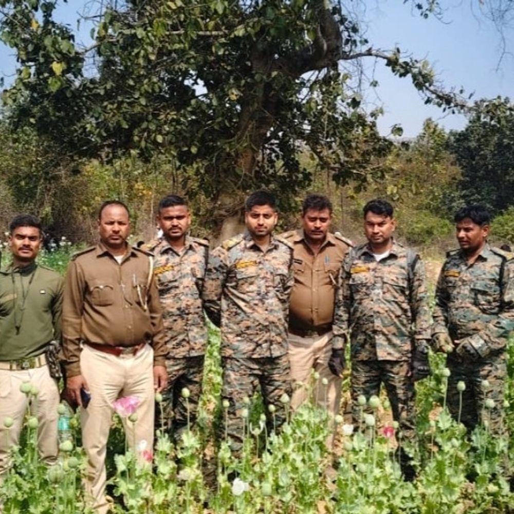 औरंगाबाद में 15 एकड़ में लगी अफीम की खेती नष्ट:  वन विभाग, पुलिस और उत्पाद विभाग की संयुक्त कार्रवाई; तस्करों को सख्त चेतावनी – Aurangabad (Bihar) News