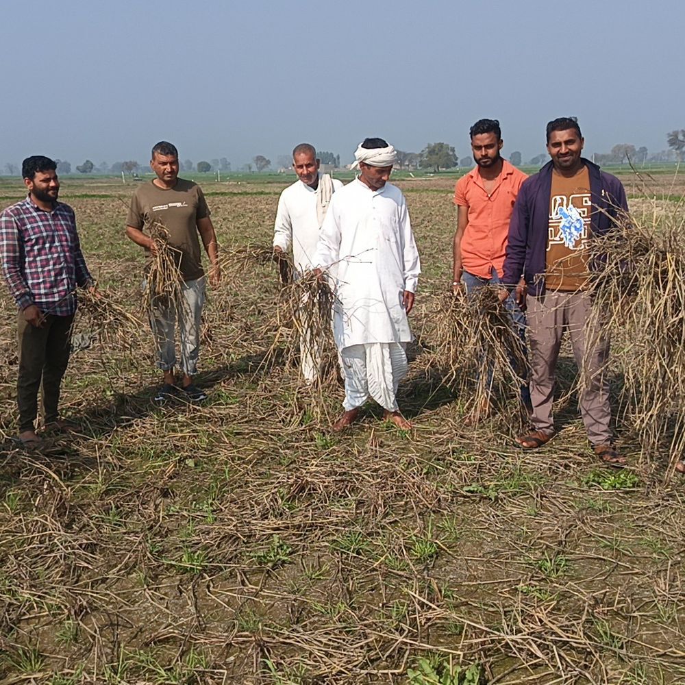 जींद में 100 एकड़ में गेहूं की नहीं हुई बुआई:  जलभराव से धान भी खराब हुई, मुआवजे को लेकर किसानों में रोष – Julana News