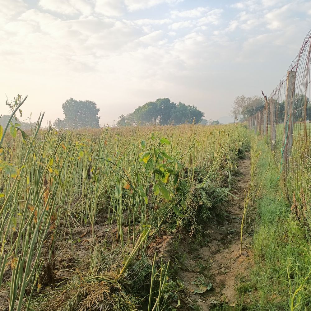 कोटपूतली में सरसों की कटाई में जुटे किसान:  आसमान में छाए बादल, बारिश की आशंका से फसल खराब होने का सता रहा डर – Kotputli-Behror News
